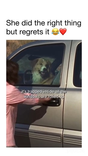 Best show ever 😂🤍 #funny #comedy #series #explore #shorts #feed #dog #vehicles #truck #trapped #fyp