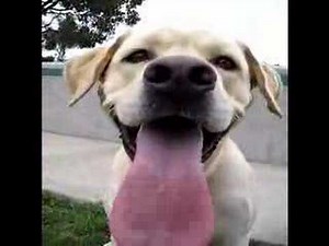 Happy Dog. Big Tongue.