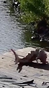 Caribbean Mermaids Caught on Tape?! #mermaid #mermaids #caughtoncamera | Most Amazing Top 10