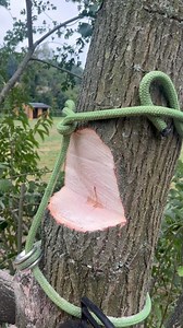 63K views · 2.5K reactions | Timber hitch sling to protect the fence on this overgrown hedge row. #timber #timberhitch #knots #arb #felling #stihl #chainsaw #chainsawman #logging #fencing #outdoors #treefelling | Perry trees | Facebook