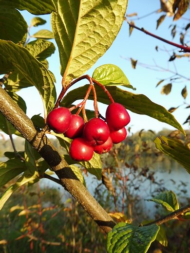How to Grow Cotoneaster From Cuttings or Seeds (Beginner's Guide) - Gardenisms
