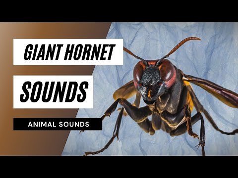 Giant Hornet Sounds - giant hornet sound
