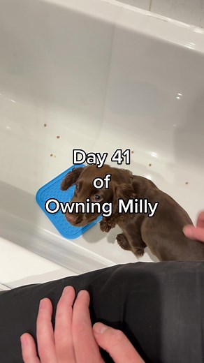 Day 41 and we’re slowly trying to get her comfortable with the bathroom & tub! #puppy #cockerspaniel #puppiesoftiktok #dogsoftiktok #dog #pets