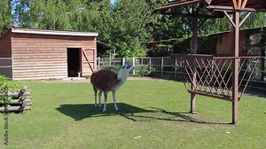 A lively llama roams a sunlit field, investigating its surroundings next to a rustic farm structure and a feeding station.