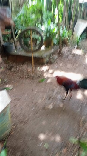 killua 🇵🇭‼️🇵🇭🔺🔻🔺🐓💢 (@killua7883)’s videos with original sound - R.M.R Backyard