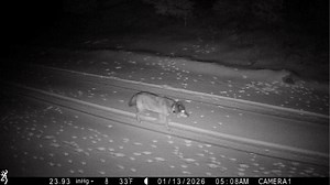 A California wolf traveled over 500 miles. See it on trail camera