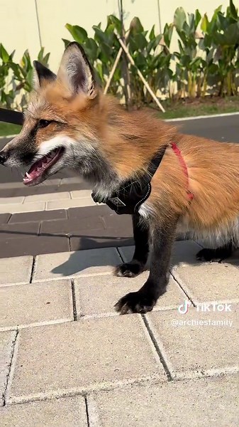Adorable Red Fox Growth Journey on TikTok