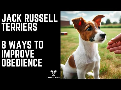 Jack Russell Terriers: 8 Ways To Improve Obedience