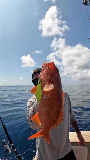 Nice Coral Troutt in the new @Halco Tackle Carcass Jig 🤙 #jigging #fishing #youknowtheywork #saltwaterfishing #catchandcook