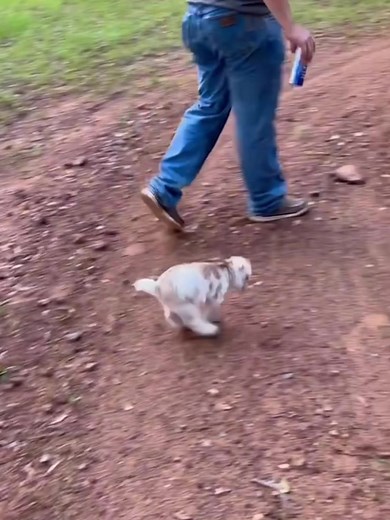 Adorable Baby Lambs Bringing Joy