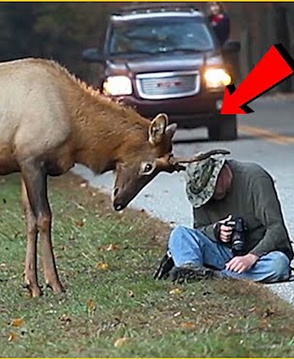 19 Unexpected Events Of Animals Fighting For Food With Humans Captured On Camera 🐦vs👸 | Best Video
