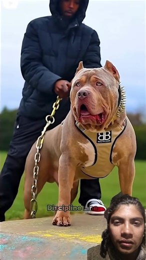 Pitbull vs Kangal – Who Wins? 😳 #facts #pitbull #kangal #dog #automobile #reaction #viralshort #new