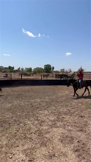 Colt starting | Anthony Jessup Colt Starting