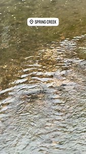 @barflyfish with this weeks 12/13/25 Central PA Stream Report Cold conditions continue across Central PA, with a few more cold days before a possible mid-week warming trend. Upper Spring Creek is low and clear, and most fish are holding in deeper water. A bit of warmer weather could bring some midges or olives. Most fish are done spawning, but there are still plenty of active redds—watch where you step and stand. Expect icy edges on Spring Creek, Penns, and the J, and use caution while wading. I