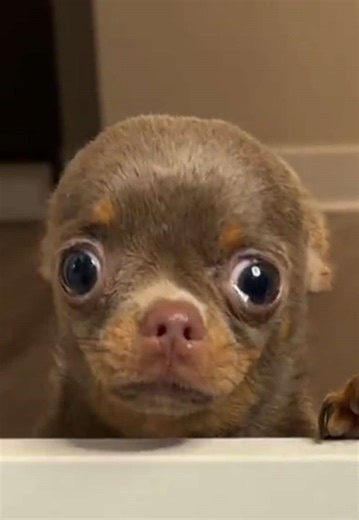 After a ton of trial and error, we FINALLY found a pet gate for tiny dogs, link in bio! Bluey is only 4lbs full grown so everything is always too big for him. 😭 The gate is from @Pawreto, available on Amazon. . . . #puppyessentials #pawreto #nopawblems #pawlite #chihuahua