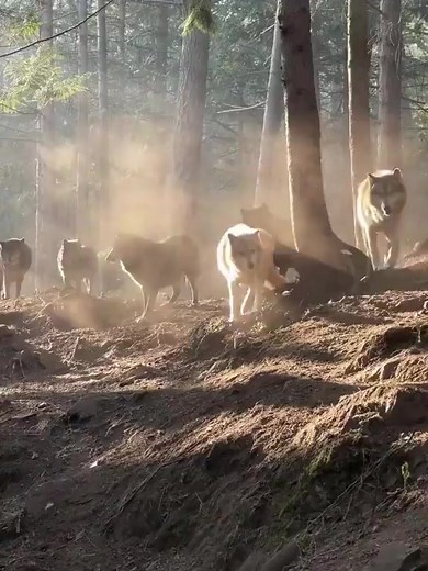 24K views · 1.1K reactions | For my love of Wolves  Wolves were born to be wild. #FollowSoulWolfOfficial | SoulWolf | Facebook