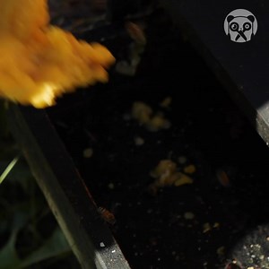 Satisfying Beeswax Candle Making Thanks for watching! Please be aware that this video is for entertainment purposes only and techniques shown should not be attempted at home! | Gorgeous