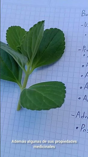 Medicinal plants and their benefits: Boldo / Buscopan (Plectranthus neochilus) Part 1