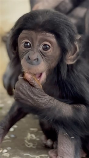 Cincinnati Zoo on Instagram: "Baby bonobo Daisy tries solid foods! Bonobos are great apes, like humans! They are only found in the Democratic Republic of Congo, where they live in the Congo Basin Rainforest - the second largest rainforest on the planet. They are our closest living relatives. #cincinnatizoo #animals #zookeeper #bonobo"