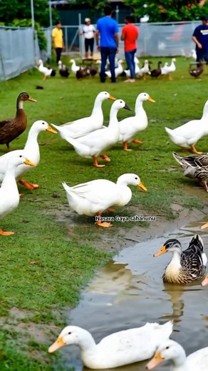 Duck farming under good Efficient management | Nasara Gaya Sahanunu