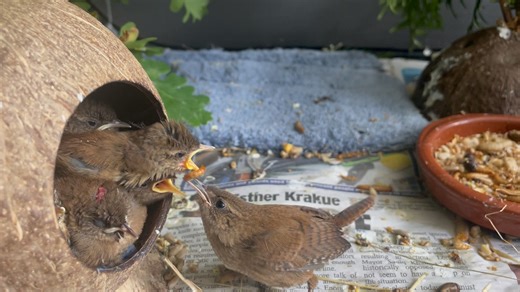 Every year, our volunteers and home-carers are run off their feet with baby birds to feed, but some species like to show us exactly how the feeding should be done... These 6 wrens of varying ages are all completely unrelated, so we were amazed when we witnessed the oldest wren taking it upon herself to feed the slightly younger ones and, quite literally, making our home-carer redundant. With them now all released back into the wild, the behaviour of the older wren is something we have also seen 