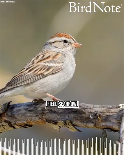 At first glance, many of the sparrows in North America look pretty much the same: like small, drab-colored songbirds hanging out on the ground. But these “little brown jobs” can be fun to identify if you know what field marks to look for! Chipping Sparrow © Becky Matsubara | BirdNote