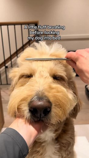 31K views · 4.9K reactions | Cozy bedtime routine ☺️ #doglife #goldendoodle #cute #dog #doggrooming | Me • My Doods • and • I | Facebook