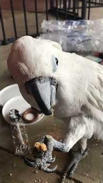 A lost Cockatoo video - Benji eats the nuts from Karen's gift package