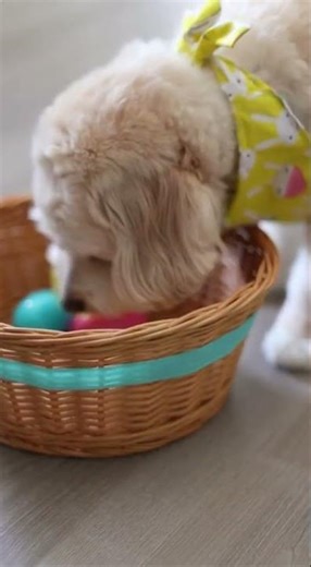 Coco goes on Easter Egg Hunt