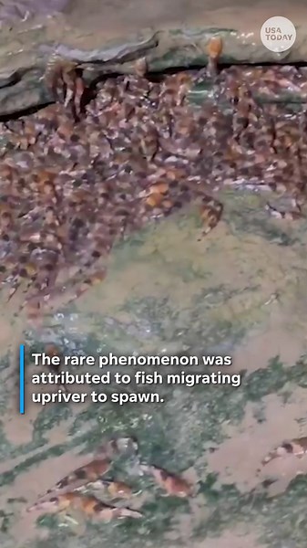 Bumblebee catfish defy gravity in migration pattern