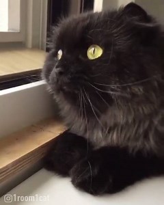 236K views · 3.7K shares | Cat.exe failed to load - cat malfunctions! | Black Cats | Facebook