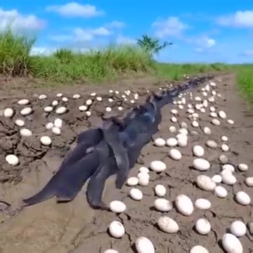 Farmer Finds Hundreds Of Strange Eggs In His Crops - But When They Hatch, He Bursts Into Tears..... Read full story in comment, | Samuel TV Info