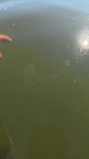 Box jellyfish or salabay #seafood | Box jellyfish