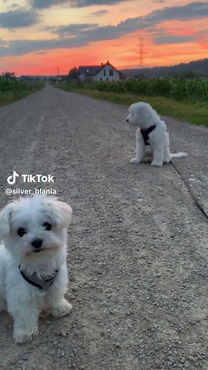 Discover the Adorable Cockapoo and Maltanese Puppies