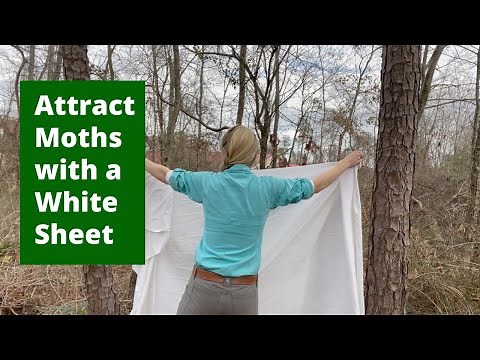 Go Mothing! Attract Moths with a White Sheet
