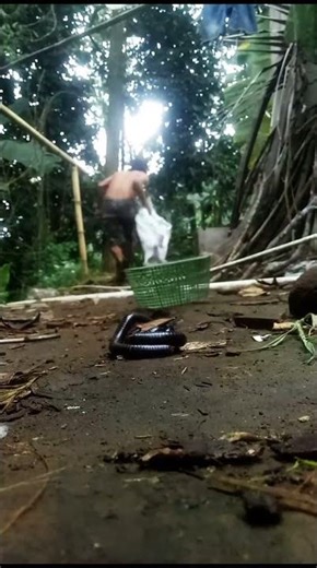 poor scavenger #cuteanimals #rareanimals #uniqueanimals