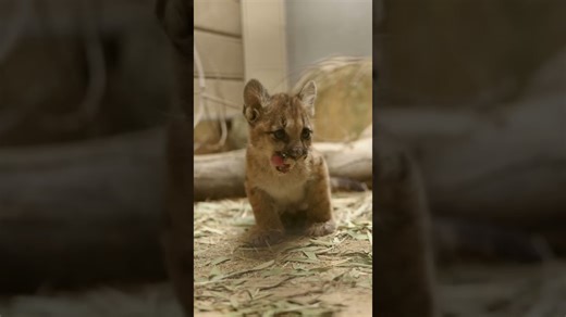 Mountain lion cubs explore their habitat with fearless curiosity