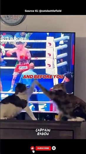 This Cat Watched Boxing Once, Now Look at Him 😹🥊 #shorts