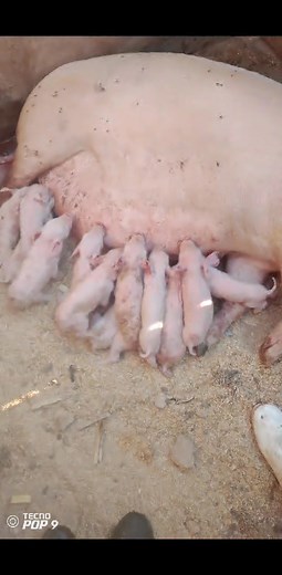 For this month timalize motere, another bunch of 12 piglets born mu extra time amwene🔥🔥🔥 making the number of piglets born within 6 days to be 59 piglets and the total number of piglets born this month to be 88 piglets💪💪 Kodi tikamati we can supply you with 100 piglets/month sitikungokamba koma these figures are the ones that gives us confidence. And next month expect us to hit not less than 100 piglets. Kodi nkhumba zanu zomwe zikubereka ana 4 komaso kamodzi pachaka ngat mphakazo mbewu yak