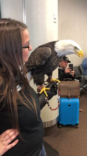 Challenger the Eagle at the Airport