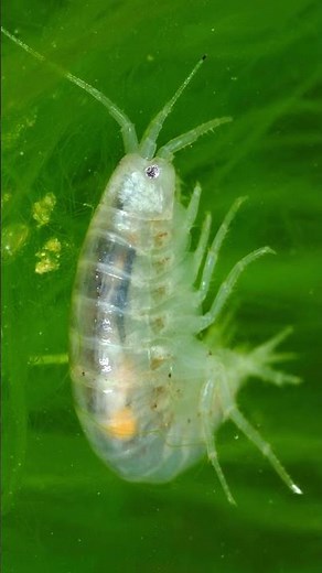 Top 5 Microfauna for Freshwater Aquariums 🐟🌿