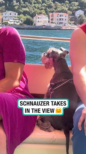 266K views · 3.5K reactions | Schnauzer takes in the view | Furry Tails | Facebook