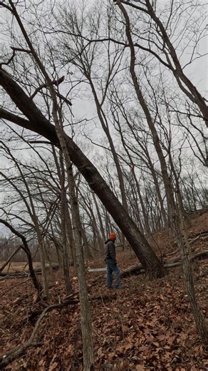 Cutting a hard leaning oak. Step by step. #trees #felling #chainsaw | Boys In The Woods