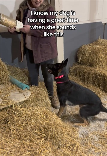 Freya had so much fun at barn hunt learning to find the rats! #barnhunt #dog #dogsports #dogs #dogtraining