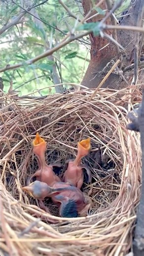 I Saved 3 Eggs… 8 Days Later They Hatched 😢🐣 | Jungle Babbler Story #shorts