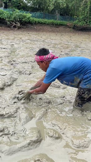 After drying the pond, this is how Shing fish are caught