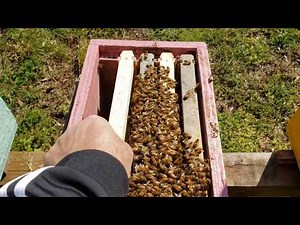 New Beekeepers What To Do After Installing Packaged Honeybees