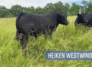 1.2K views · 47 reactions | Heiken Westwind #19683852￼ -Selected with Genex this spring as the top selling bull at Heiken Angus, MT. Westwind is a spread bull that offers genetic diversity, great hoof structure, an impressive look, and maternal power. He’s been out with heifers for 30 days and looks better each time we see him. He will be headed to Genex this fall for collection. #musgraveangus #angusthatthrive #heikenwestwind #genexbeef | Musgrave Angus | Facebook