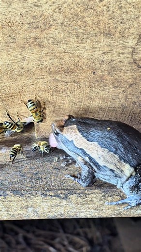 5.5K views · 27 reactions | Be careful of frogs that catch bees at night. | Phary BeeKeeper | Facebook