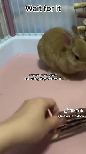 Adorable Bunny Tantrums: What Happens When Bunnies Don't Get Their Way